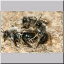 Andrena vaga - Weiden-Sandbiene -07- 07a Paarung.jpg